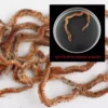 Dry Sandworm Fishing Bait